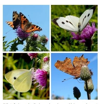 2019 09 30 11_55_10 Nature Today _ Vlinders tellen om stikstof te meten.jpg